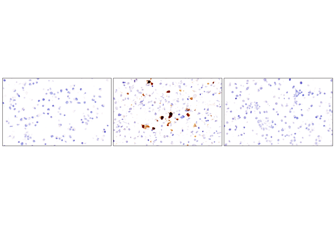 Immunohistochemistry Image 7: IL-18 (E8P5O) Rabbit Monoclonal Antibody