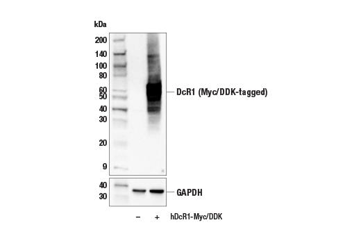 Western Blotting Image 2: DcR1 (E9Z4U) Rabbit Monoclonal Antibody