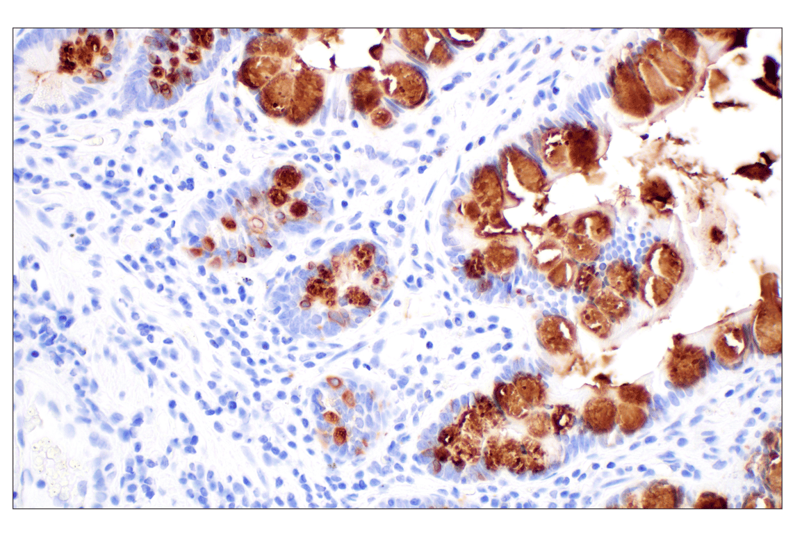 Immunohistochemistry Image 2: CLCA1 (E4Y1J) Rabbit Monoclonal Antibody