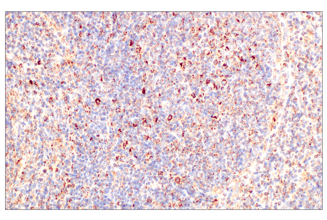 Immunohistochemistry Image 12: GOT2 (F4P3R) Rabbit Monoclonal Antibody (BSA and Azide Free)