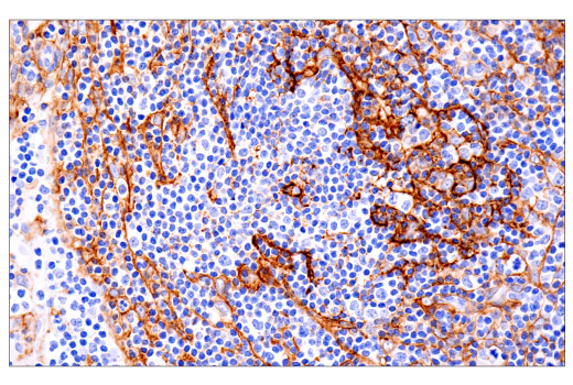 Immunohistochemistry Image 3: TMEM119 (E3E4T) Mouse Monoclonal Antibody (BSA and Azide Free)