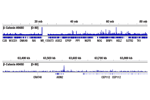 CUT & RUN Image 2: beta-Catenin (D10A8) Rabbit Monoclonal Antibody