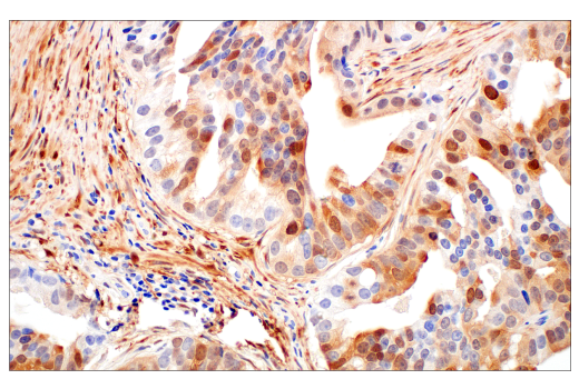 Immunohistochemistry Image 1: HSP20 (E6O7A) Rabbit Monoclonal Antibody
