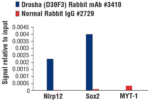 Chromatin Immunoprecipitation Image 1: Drosha (D30F3) Rabbit Monoclonal Antibody