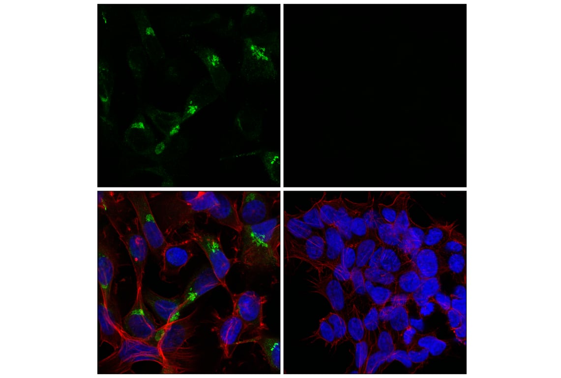 Immunofluorescence Image 1: GDF15/MIC1 (E4D3K) Rabbit Monoclonal Antibody