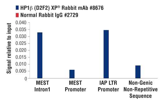 Chromatin Immunoprecipitation Image 2: HP1β (D2F2) XP<sup>®</sup> Rabbit mAb