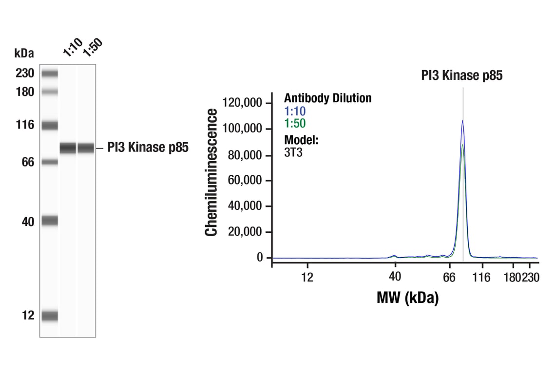 Western Blotting Image 1: PI3 Kinase p85 (19H8) Rabbit Monoclonal Antibody