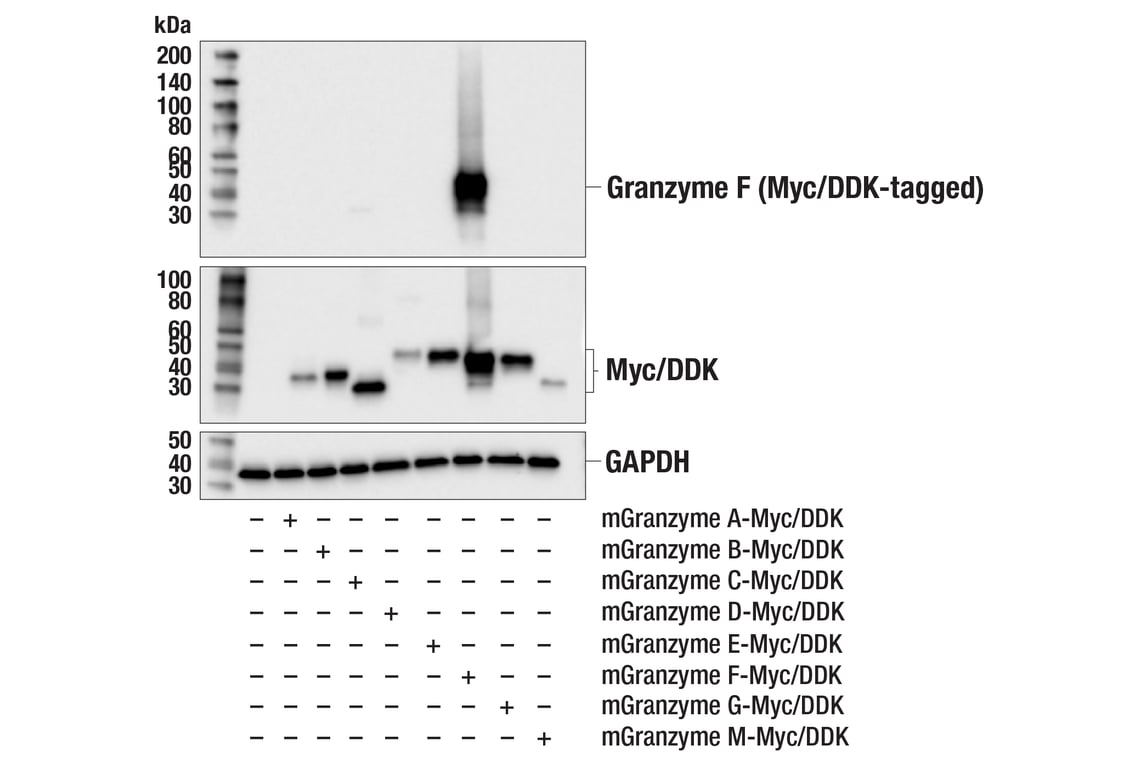 Western Blotting Image 2: Granzyme F (E2U7L) Rabbit Monoclonal Antibody (BSA and Azide Free)