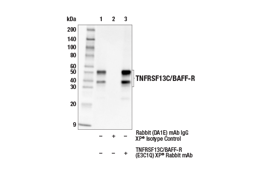 Immunoprecipitation Image 1: TNFRSF13C/BAFF-R (E3C1Q) Rabbit Monoclonal Antibody