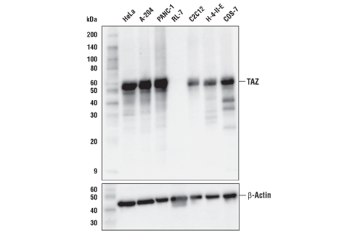 Western Blotting Image 1: TAZ (E8E9G) Rabbit mAb