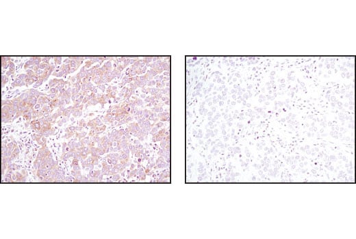 Immunohistochemistry Image 2: Pyruvate Dehydrogenase (C54G1) Rabbit Monoclonal Antibody (BSA and Azide Free)