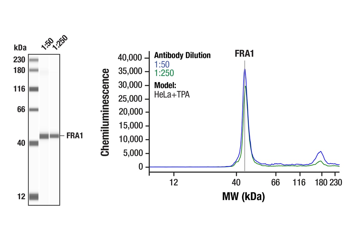 Western Blotting Image 1: FRA1 (F2H9R) Rabbit Monoclonal Antibody