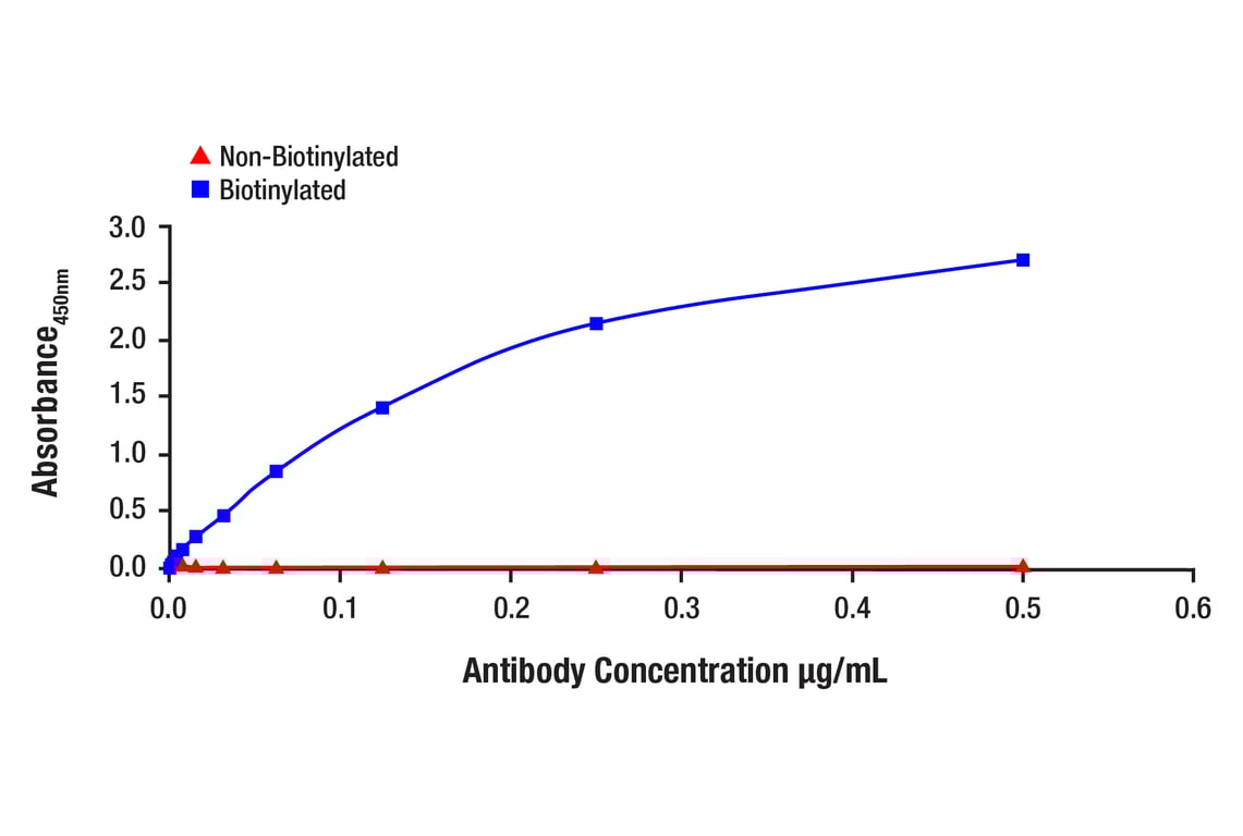E Image 1: Phospho-Stat1 (Tyr701) (58D6) Rabbit Monoclonal Antibody (Biotinylated)