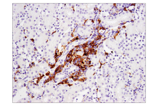 Immunohistochemistry Image 3: CD11c (D1V9Y) Rabbit Monoclonal Antibody (BSA and Azide Free)