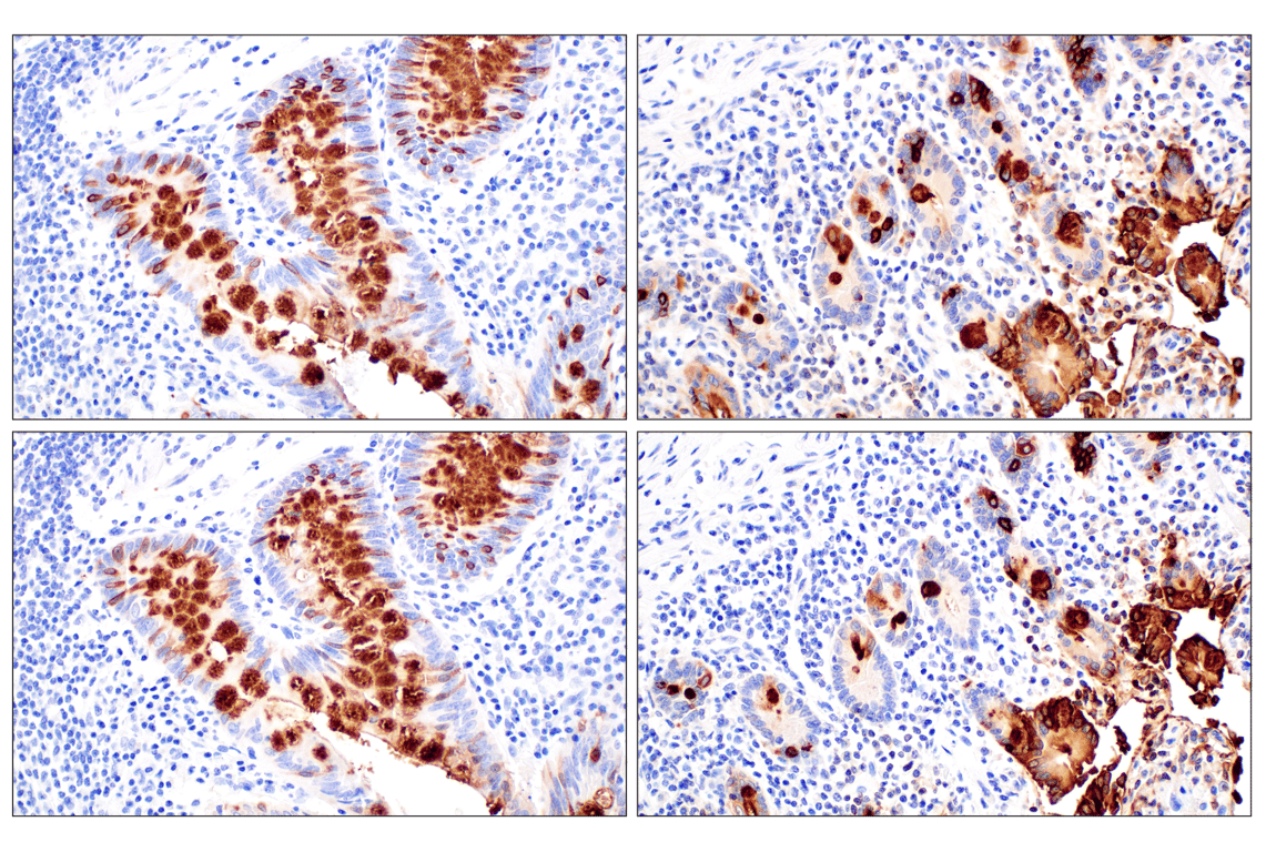Immunohistochemistry Image 4: CLCA1 (E4Y1J) Rabbit Monoclonal Antibody