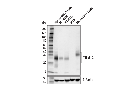 Western Blotting Image 1: CTLA-4 (E2V1Z) Rabbit mAb (BSA and Azide Free)