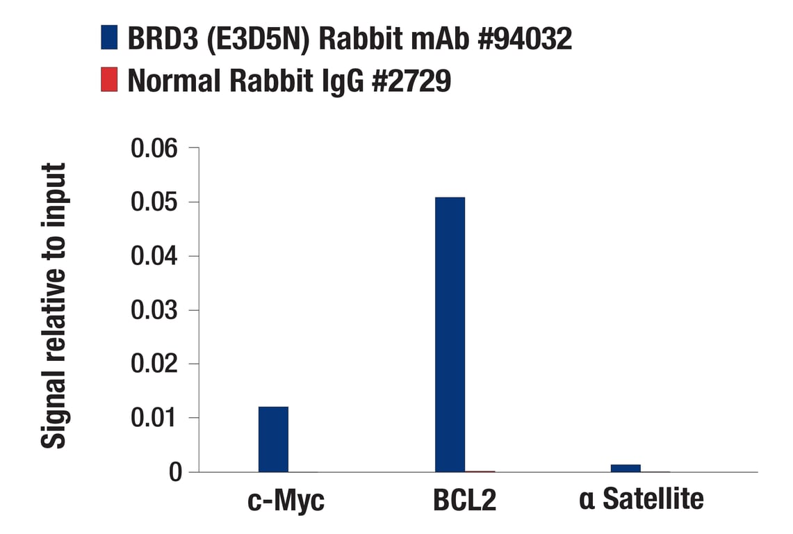 Chromatin Immunoprecipitation Image 3: BRD3 (E3D5N) Rabbit Monoclonal Antibody