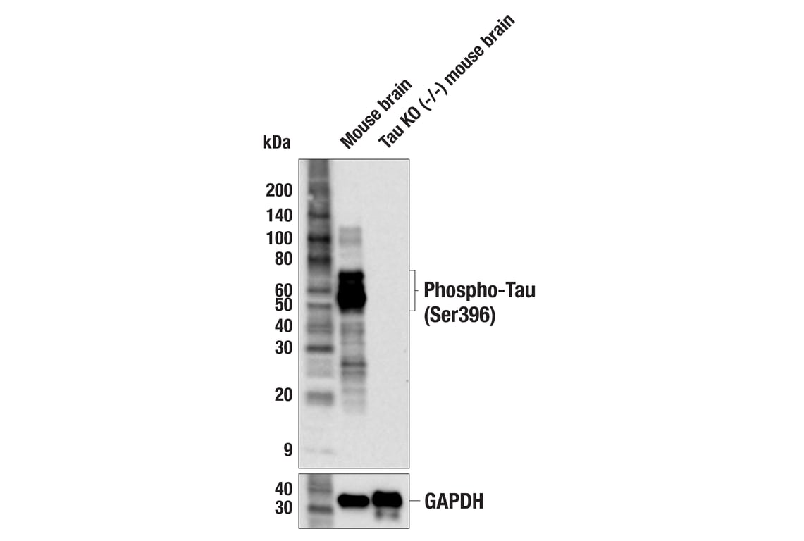 Western Blotting Image 2: Phospho-Tau (Ser396) (F3S9T) Rabbit Monoclonal Antibody