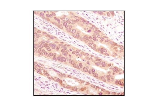 Immunohistochemistry Image 2: SUMO-1 Antibody