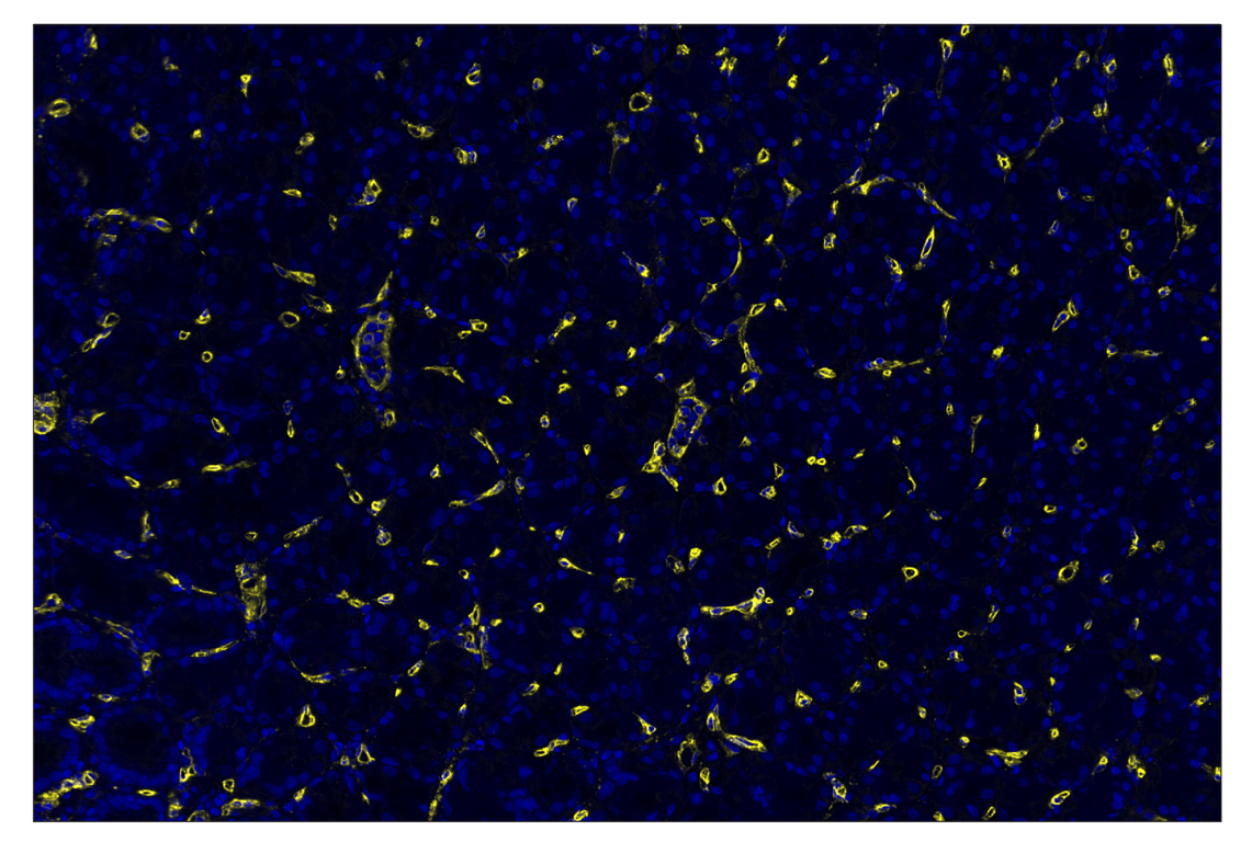 Immunohistochemistry Image 2: CD36 (D8L9T) & CO-0228-750 SignalStar<sup>®</sup> Oligo-Antibody Pair