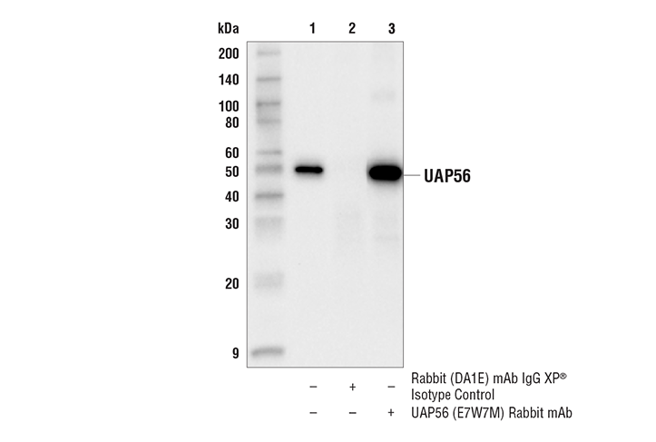 Immunoprecipitation Image 1: UAP56 (E7W7M) Rabbit Monoclonal Antibody