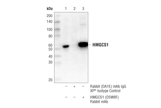 Immunoprecipitation Image 1: HMGCS1 (D5W8F) Rabbit Monoclonal Antibody