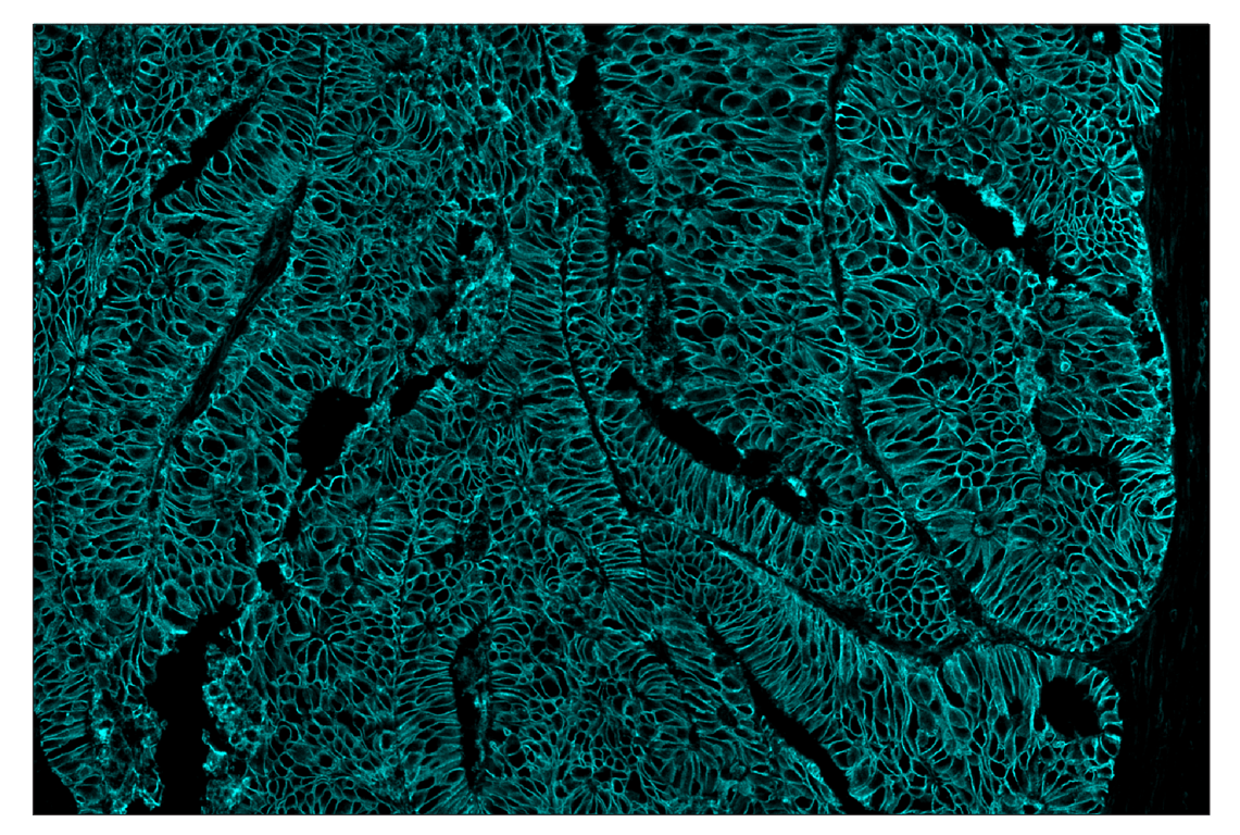 Immunohistochemistry Image 5: Na,K-ATPase alpha1 (D4Y7E) & CO-0079-647 SignalStar<sup>™</sup> Oligo-Antibody Pair