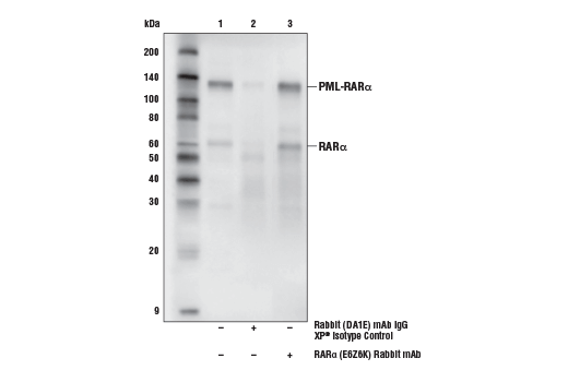 Immunoprecipitation Image 1: RAR alpha (E6Z6K) Rabbit Monoclonal Antibody