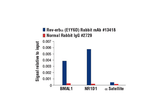 Chromatin Immunoprecipitation Image 1: Rev-Erb-alpha (E1Y6D) Rabbit Monoclonal Antibody