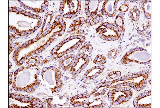 Immunohistochemistry Image 3: Smac/Diablo (D5S3R) Rabbit Monoclonal Antibody