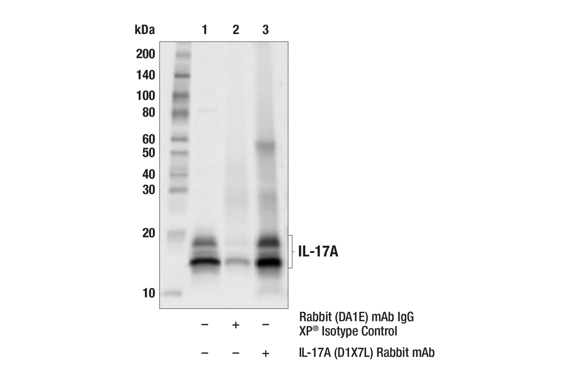Immunoprecipitation Image 1: IL-17A (D1X7L) Rabbit Monoclonal Antibody