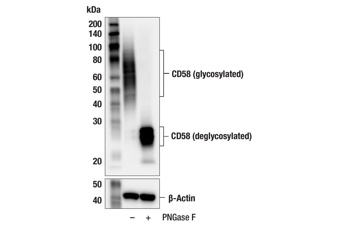 Western Blotting Image 3: CD58 (F1C9B) Rabbit Monoclonal Antibody