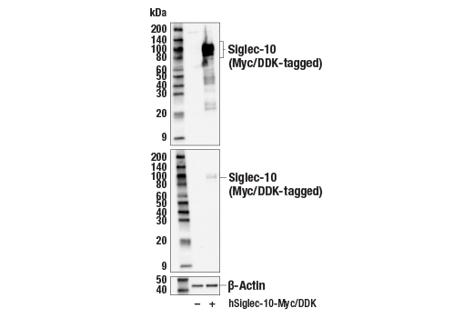 Western Blotting Image 2: Siglec-10 (E1D7S) Rabbit Monoclonal Antibody