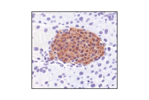 Immunohistochemistry Image 2: C-Peptide Antibody