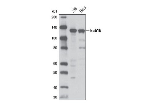 Western Blotting Image 1: Bub1b (D32E8) Rabbit mAb