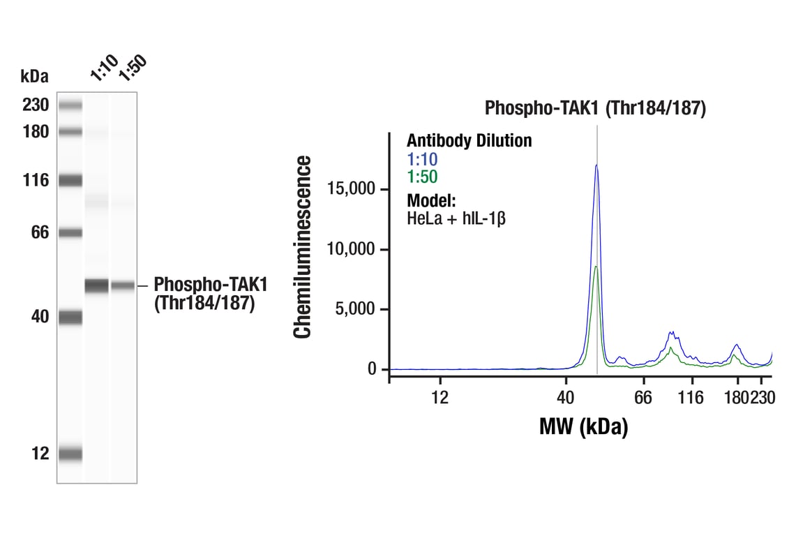 Western Blotting Image 1: Phospho-TAK1 (Thr184/187) (90C7) Rabbit Monoclonal Antibody