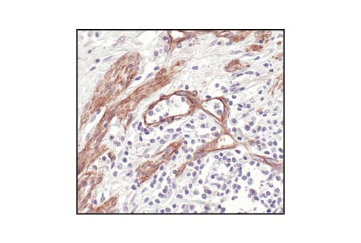 Immunohistochemistry Image 1: Caveolin-1 Antibody