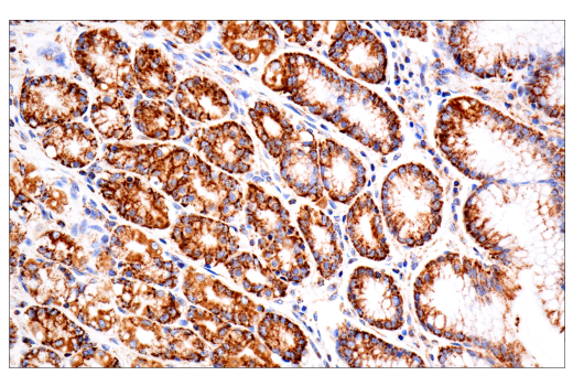 Immunohistochemistry Image 6: TSPO (D1N7Z) Rabbit Monoclonal Antibody