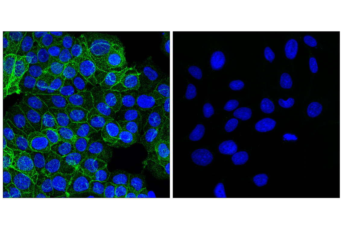 Immunofluorescence Image 1: SLC40A1/Ferroportin-1 (F4A2M) Rabbit Monoclonal Antibody