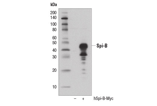 Western Blotting Image 2: Spi-B (D4V9S) Rabbit Monoclonal Antibody