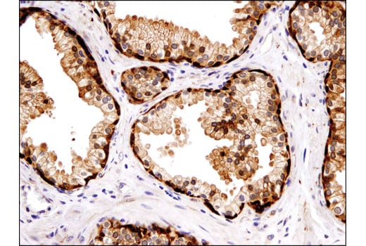 Immunohistochemistry Image 4: COMT (D4N6M) Rabbit Monoclonal Antibody (BSA and Azide Free)
