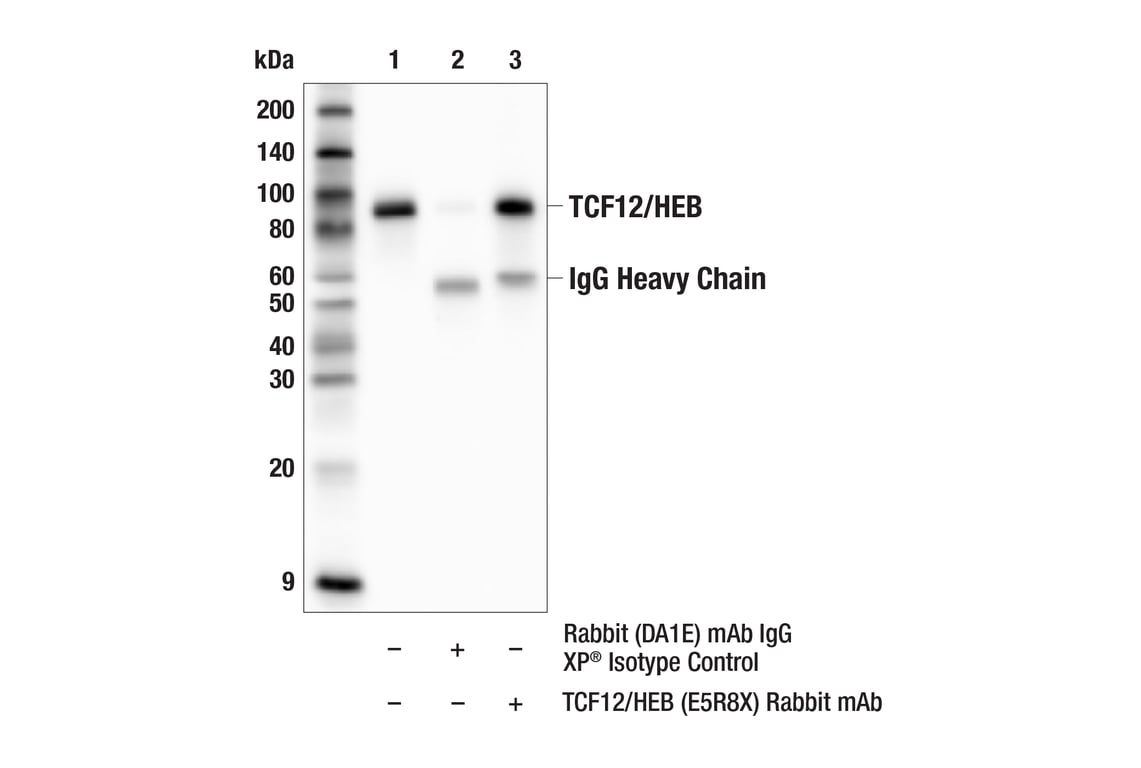 Immunoprecipitation Image 1: TCF12/HEB (E5R8X) Rabbit Monoclonal Antibody