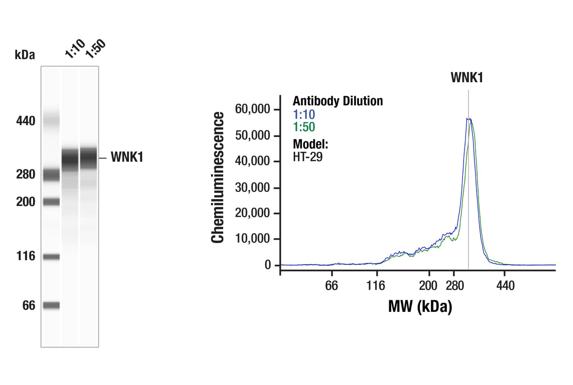 Western Blotting Image 1: WNK1 (F1O3U) Rabbit Monoclonal Antibody