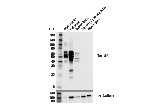 Western Blotting Image 2: Tau 4R (E7T4F) Rabbit Monoclonal Antibody (BSA and Azide Free)