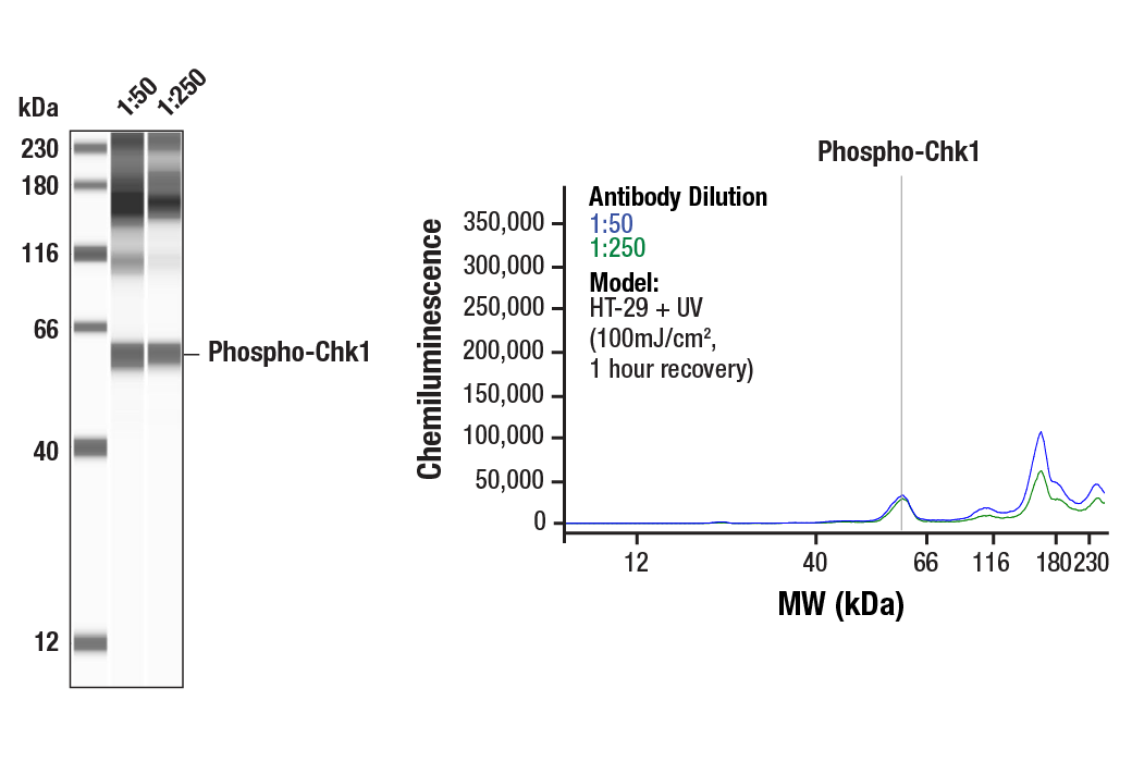 Western Blotting Image 1: Phospho-Chk1 (Ser296) (D3O9F) Rabbit Monoclonal Antibody