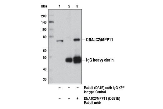 Immunoprecipitation Image 1: DNAJC2/MPP11 (D6B1E) Rabbit Monoclonal Antibody