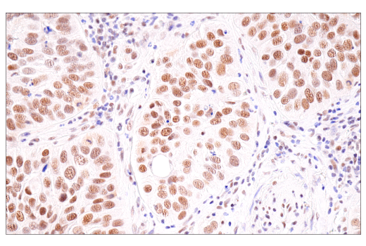 Immunohistochemistry Image 6: SirT1 (1F3) Mouse Monoclonal Antibody