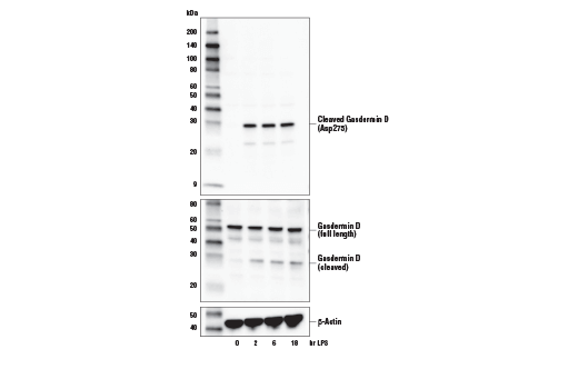 undefined Image 4: Gasdermin Family Antibody Sampler Kit