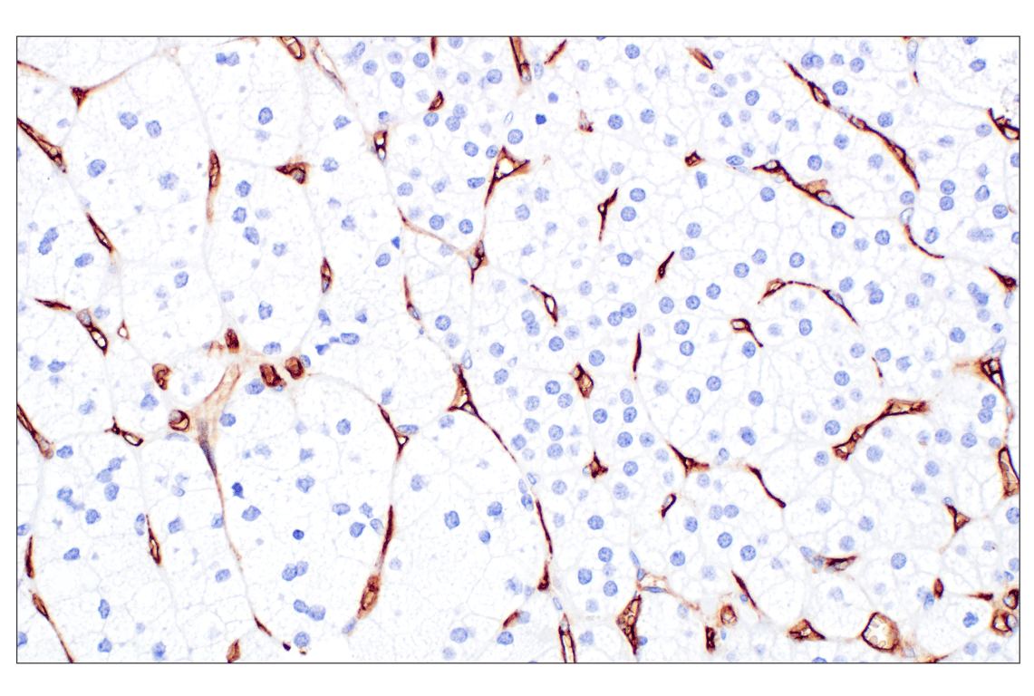 Immunohistochemistry Image 6: CD34 (QBEND/10) Mouse Monoclonal Antibody
