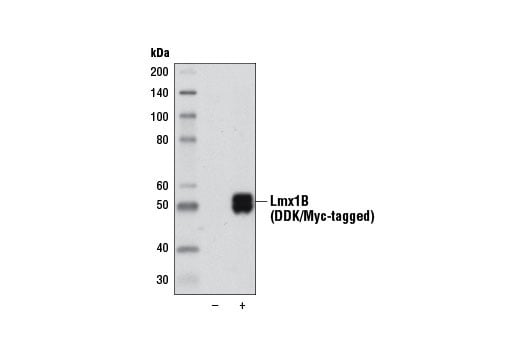 Western Blotting Image 1: Lmx1B (D1E2) Rabbit mAb